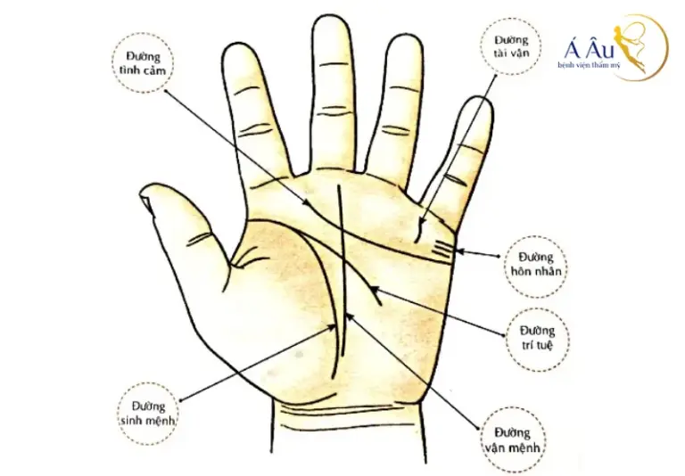 Phong Thủy Chỉ Tay: Ý Nghĩa, Tác Động và Các Dấu Hiệu Phong Thủy Qua Chỉ Tay