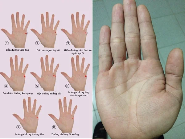 Đường Hôn Nhân Trong Phong Thủy: Giải Mã Bí Ẩn Tình Duyên Qua Bàn Tay
